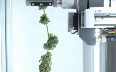 Intelligenza artificiale per tagliare la cannabis: l’esperienza di Bloom Automation