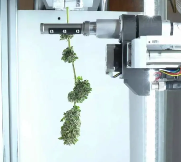 Intelligenza artificiale per tagliare la cannabis: l’esperienza di Bloom Automation