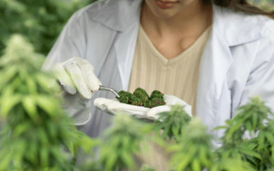Sette errori da evitare nella coltivazione della cannabis